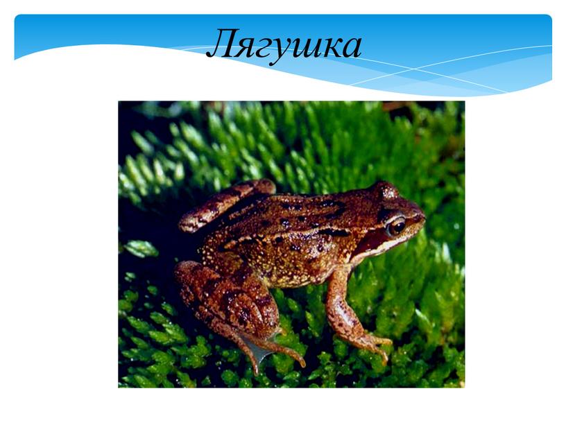 Лягушка