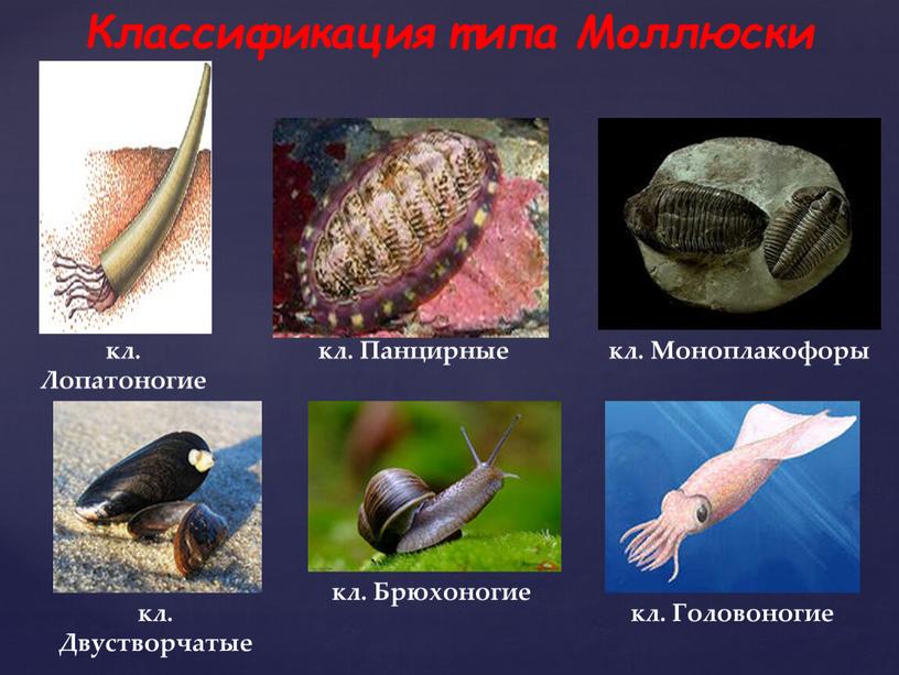 Классификация типа Моллюски кл