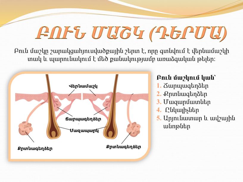 ԲՈՒՆ ՄԱՇԿ (ԴԵՐՄԱ) Բուն մաշկը շարակցահյուսվածքային շերտ է, որը գտնվում է վերնամաշկի տակ և պարունակում է մեծ քանակությամբ առաձգական թելեր: Բուն մաշկում կան՝ 1. Ճարպագեղձեր…