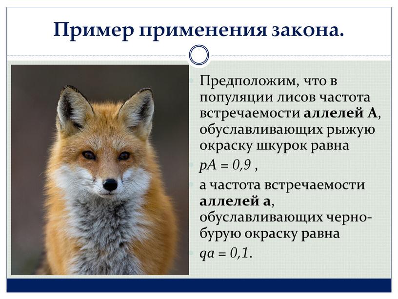 Пример применения закона. Предположим, что в популяции лисов частота встречаемости аллелей