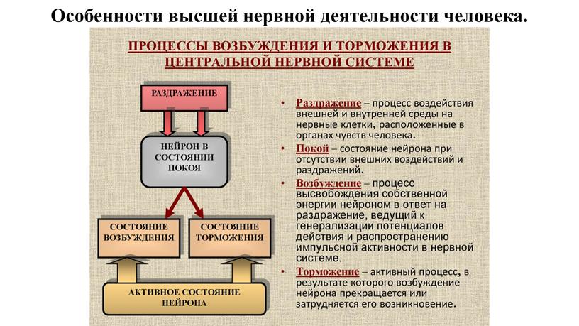 Особенности высшей нервной деятельности человека