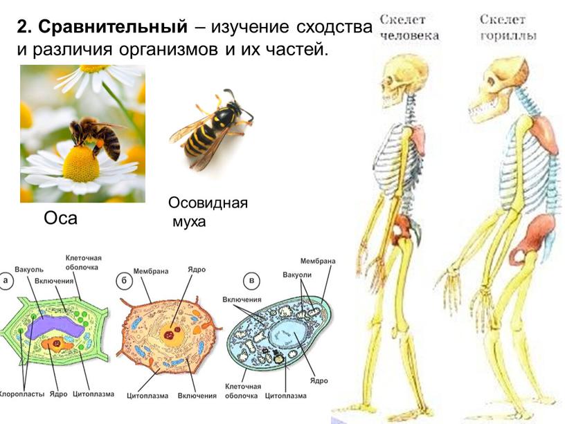 Оса Осовидная муха 2. Сравнительный – изучение сходства и различия организмов и их частей