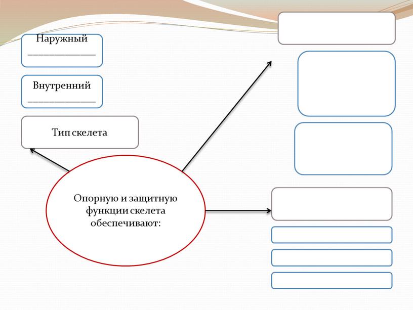 Опорную и защитную функции скелета обеспечивают: