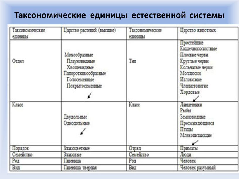 Таксономические единицы естественной системы