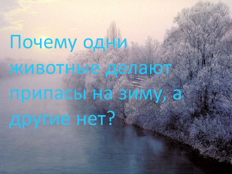 Почему одни животные делают припасы на зиму, а другие нет?