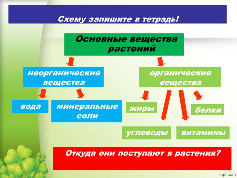 Основные вещества растений неорганические вещества вода минеральные соли органические вещества белки жиры углеводы витамины