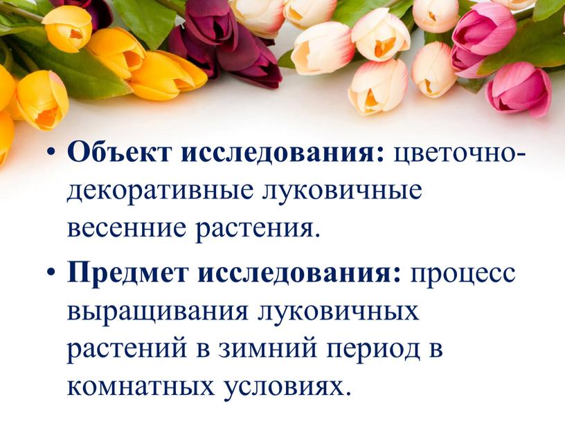 Объект исследования: цветочно-декоративные луковичные весенние растения