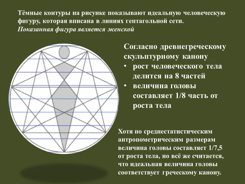 Тёмные контуры на рисунке показывают идеальную человеческую фигуру, которая вписана в линиях гептагольной сети