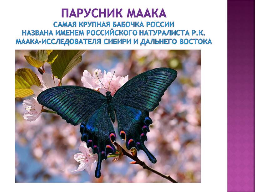 Парусник маака самая крупная бабочка россии названа именем российского натуралиста р