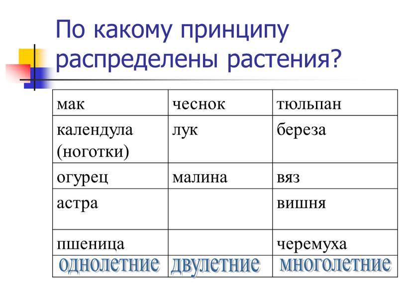 По какому принципу распределены растения? мак чеснок тюльпан календула (ноготки) лук береза огурец малина вяз астра вишня пшеница черемуха двулетние однолетние многолетние