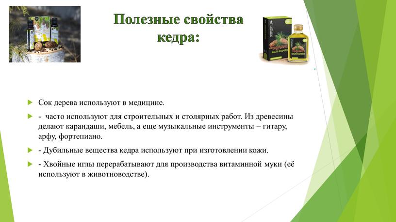 Полезные свойства кедра: Сок дерева используют в медицине