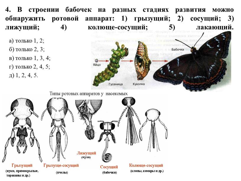 В строении бабочек на разных стадиях развития можно обнаружить ротовой аппарат: 1) грызущий; 2) сосущий; 3) лижущий; 4) колюще-сосущий; 5) лакающий