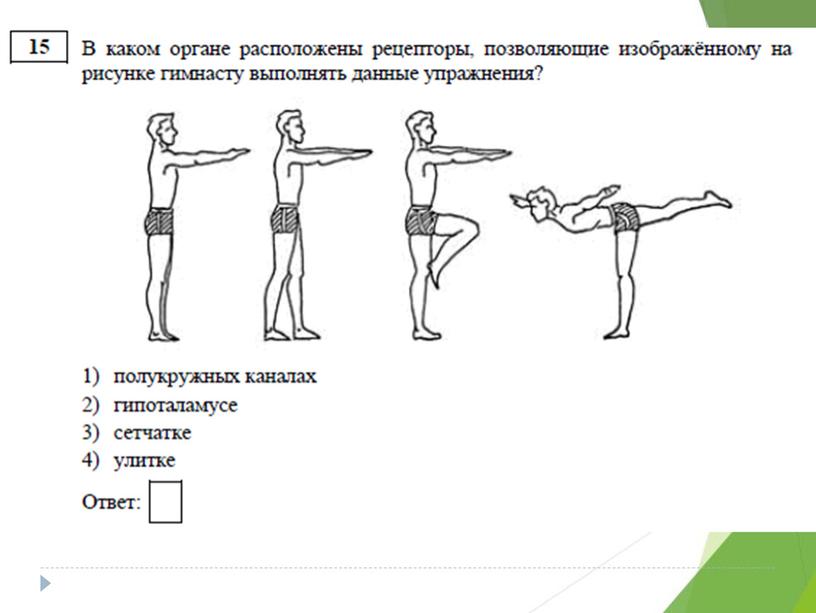 Разбор дэмо-версии по биологии 2019