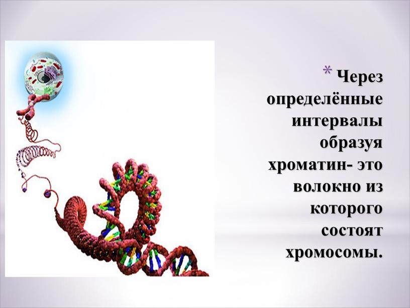 Через определённые интервалы образуя хроматин- это волокно из которого состоят хромосомы