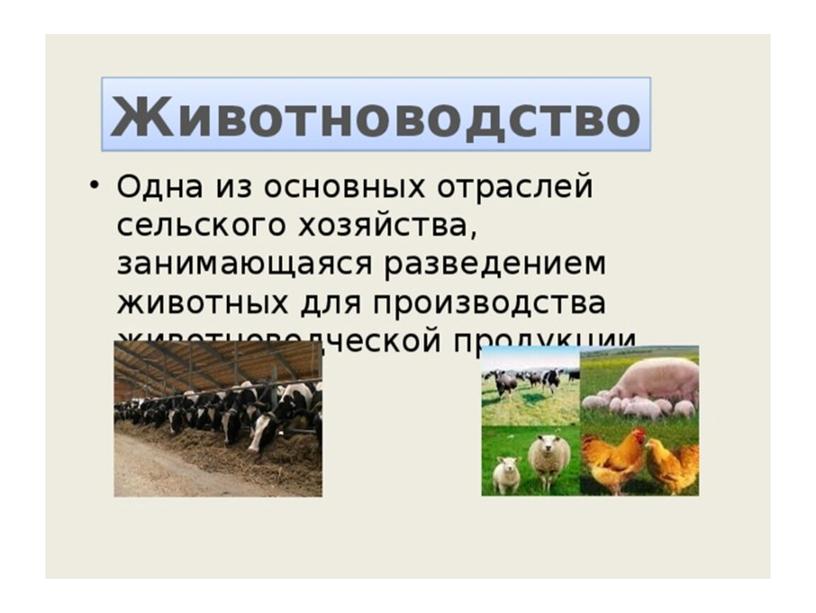 Презентация "Сельскохозяйственные животные и животноводство"