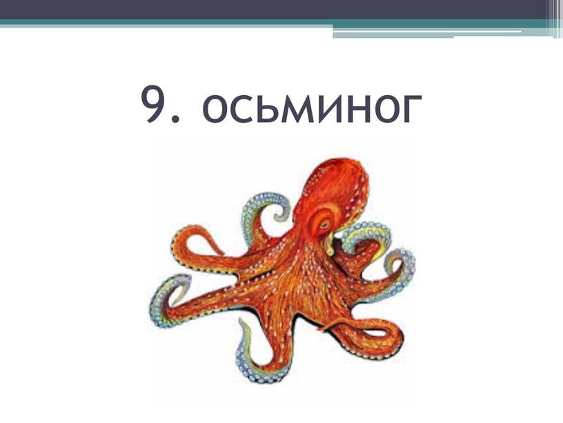 9. осьминог