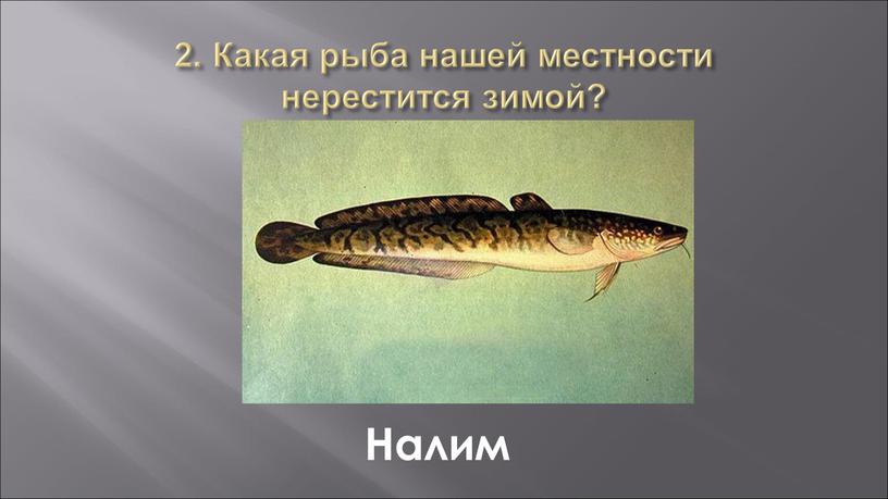 Какая рыба нашей местности нерестится зимой?