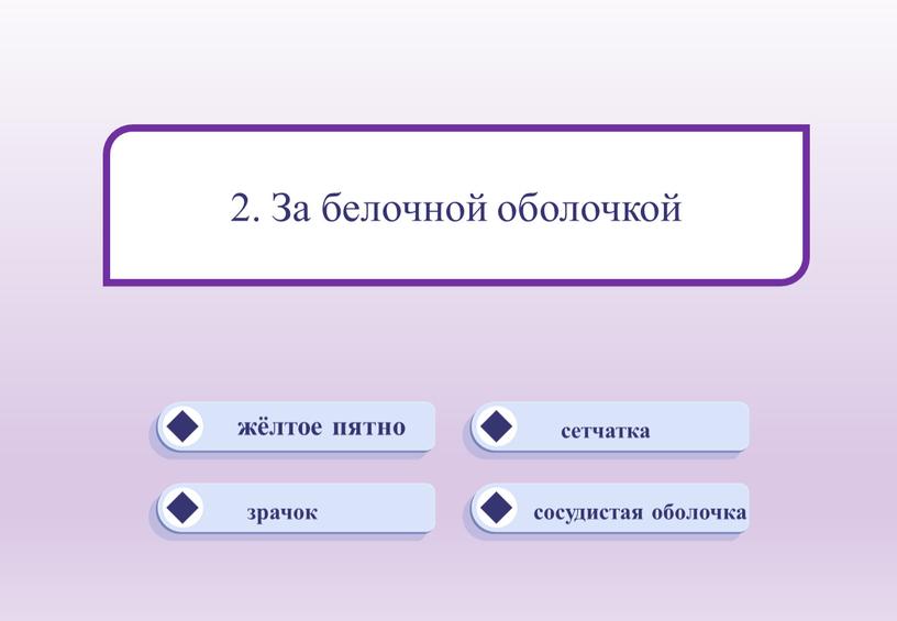 сосудистая оболочка сетчатка жёлтое пятно зрачок 2. За белочной оболочкой