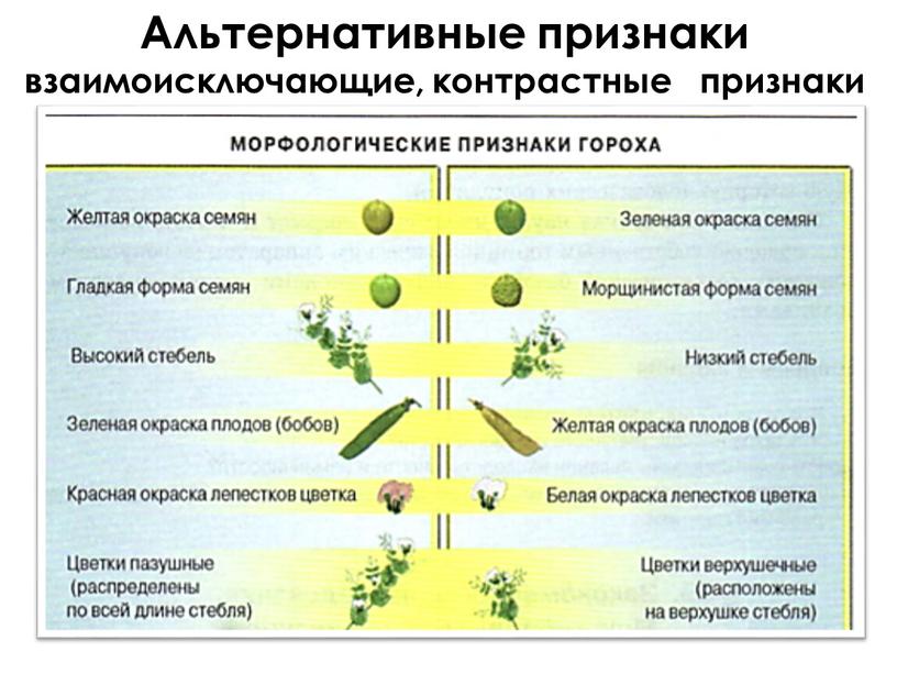 Альтернативные признаки взаимоисключающие, контрастные признаки