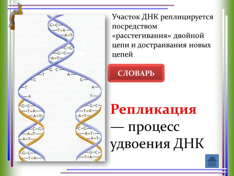 Участок ДНК реплицируется посредством «расстегивания» двойной цепи и достраивания новых цепей
