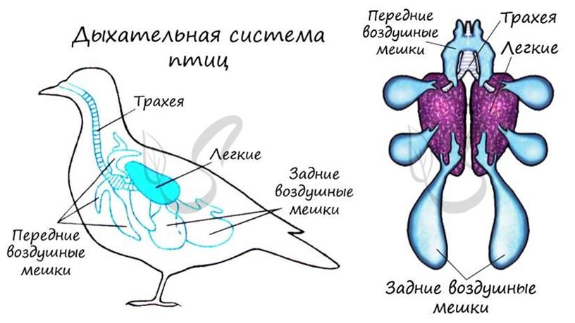 Приспособления птиц к полету: внешнее и внутреннее строение.