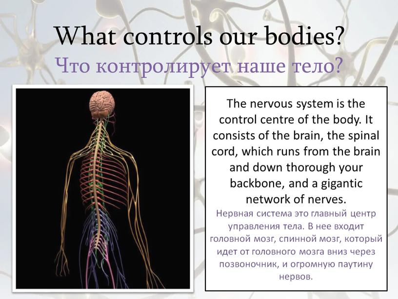 What controls our bodies? Что контролирует наше тело?