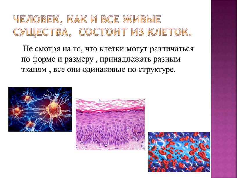 ЕЛОВЕК, как и все живые существа, состоит из клеток