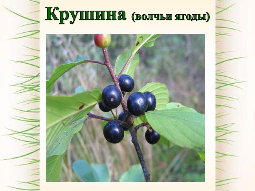 Крушина (волчьи ягоды)