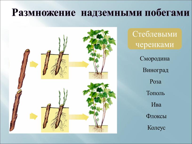 Размножение надземными побегами