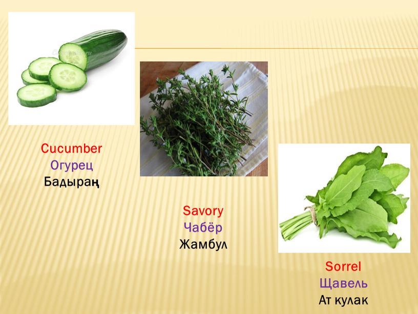 Cucumber Огурец Бадыраң Savory