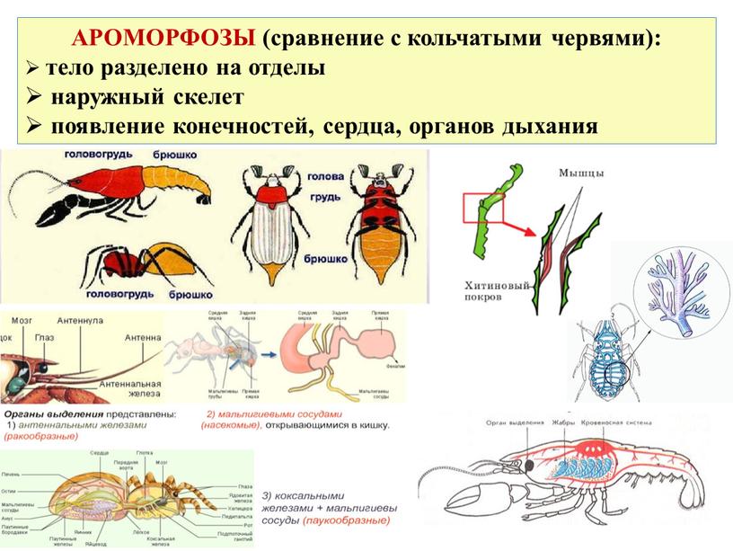 АРОМОРФОЗЫ (сравнение с кольчатыми червями): тело разделено на отделы наружный скелет появление конечностей, сердца, органов дыхания