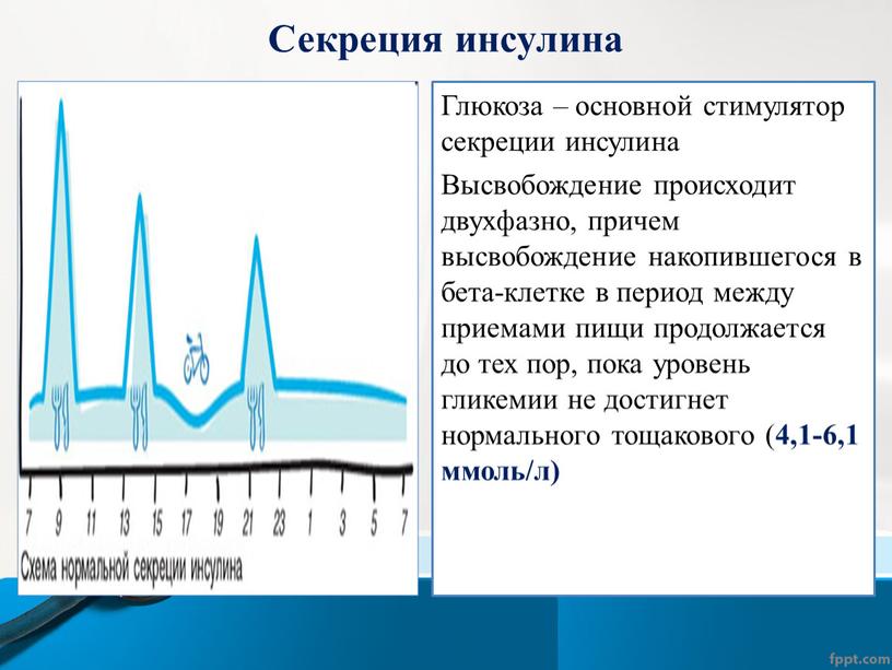 Секреция инсулина Глюкоза – основной стимулятор секреции инсулина