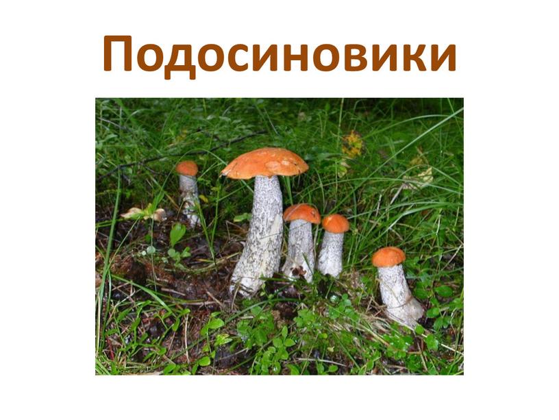 Подосиновики