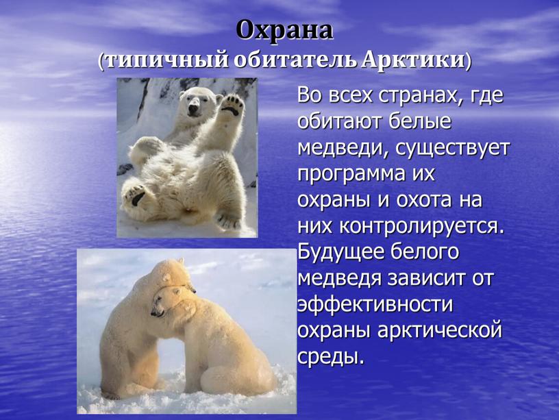 Охрана (типичный обитатель Арктики)