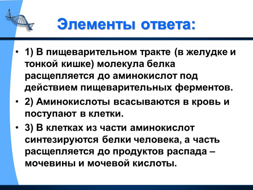 Элементы ответа: 1) В пищеварительном тракте (в желудке и тонкой кишке) молекула белка расщепляется до аминокислот под действием пищеварительных ферментов