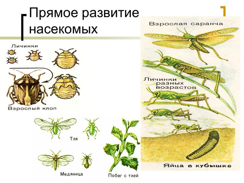 Прямое развитие насекомых