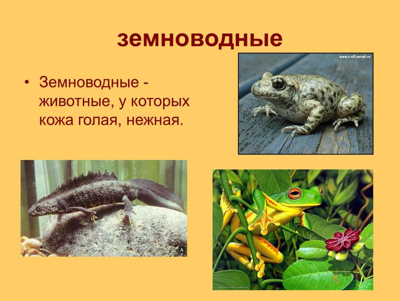 Земноводные - животные, у которых кожа голая, нежная