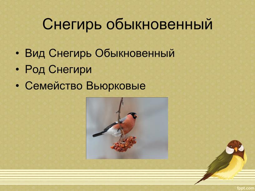 Снегирь обыкновенный Вид Снегирь