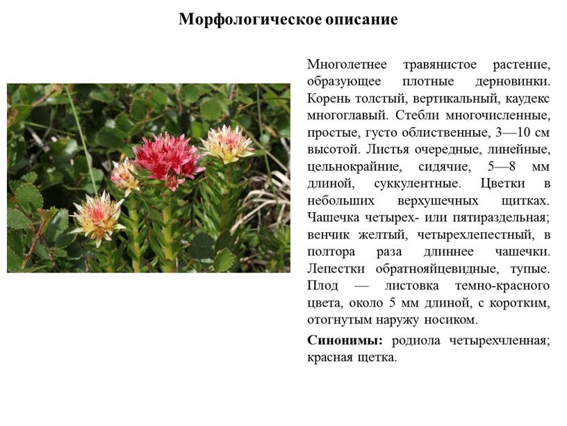 Морфологическое описание Многолетнее травянистое растение, образующее плотные дерновинки
