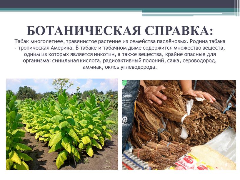 БОТАНИЧЕСКАЯ СПРАВКА: Табак многолетнее, травянистое растение из семейства паслёновых