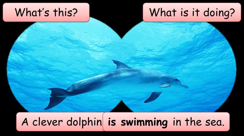 What’s this? A clever dolphin What is it doing? is swimming in the sea