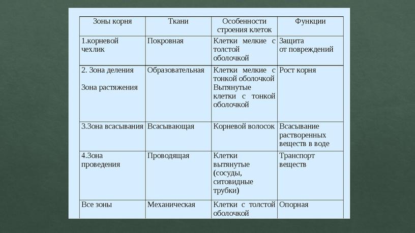 Презентация на тему "Клеточное строение корня"