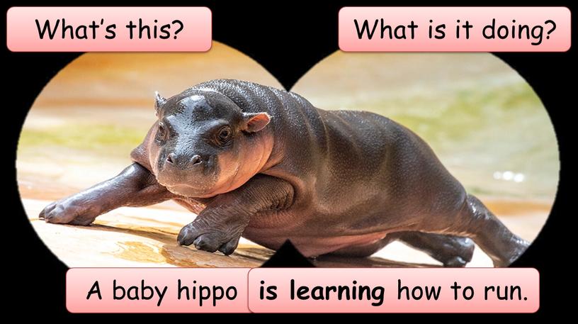 What’s this? A baby hippo What is it doing? is learning how to run