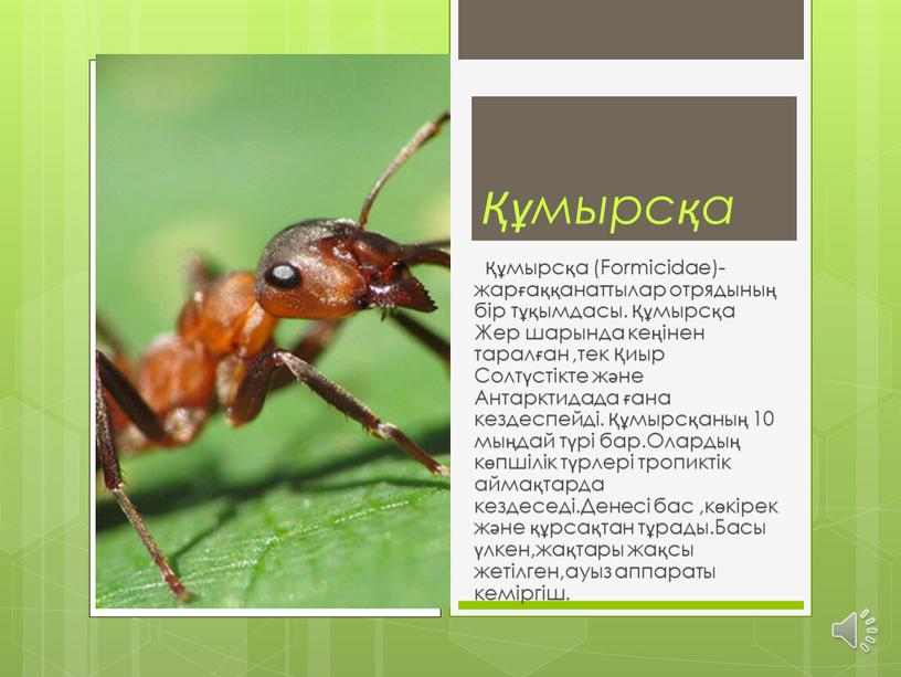 Formicidae)-жарғаққанаттылар отрядының бір тұқымдасы