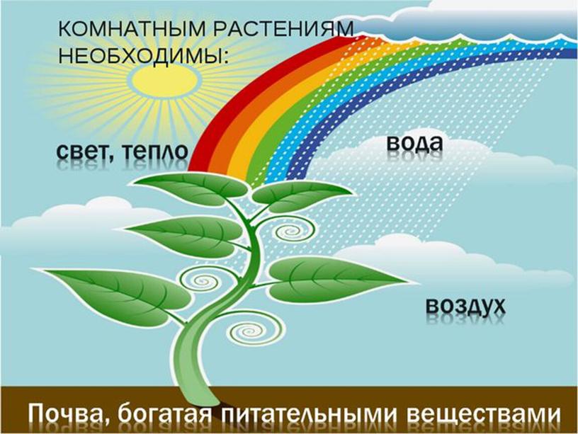 Презентация для детей с ТМНР "Комнатные растения"