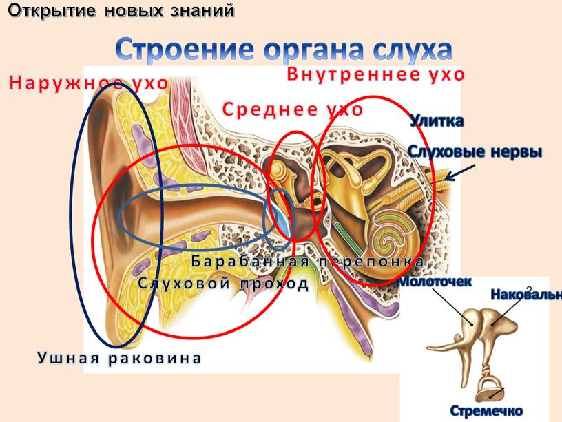 Наружное ухо Ушная раковина Слуховой проход