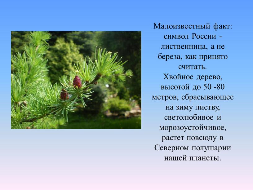 Малоизвестный факт: символ России - лиственница, а не береза, как принято считать