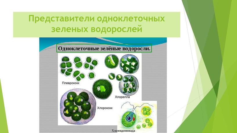 Представители одноклеточных зеленых водорослей