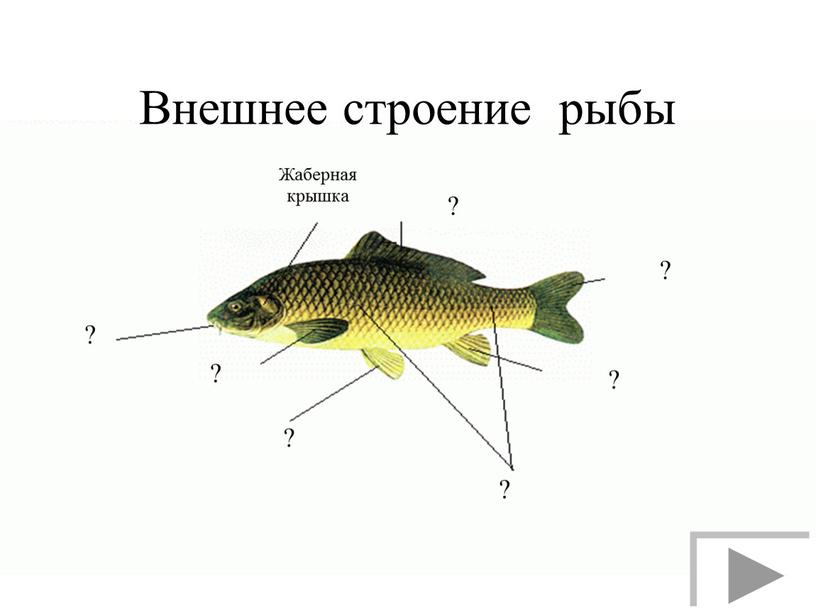 Внешнее строение рыбы ? ? ? ? ? ? ?