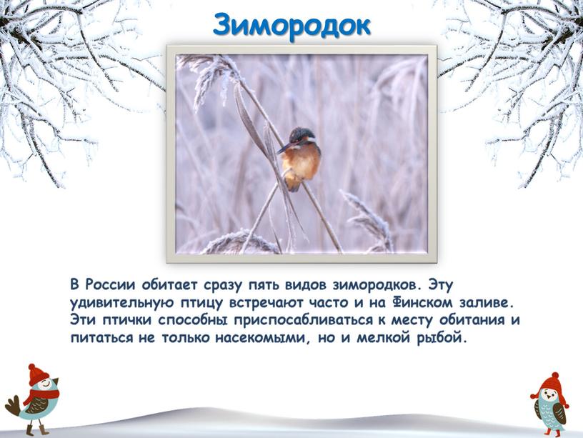 Зимородок В России обитает сразу пять видов зимородков